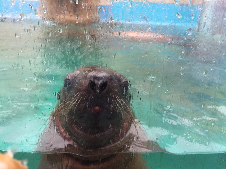 今年は動物園に注目しましたね ピノスけいはんな