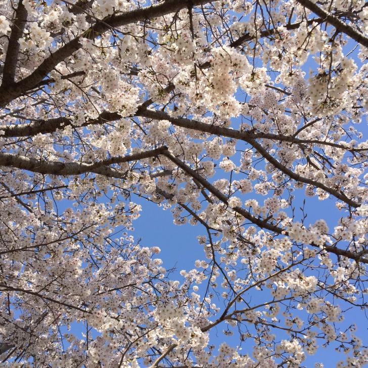 桜 満開 けいはんな記念公園 ピノスけいはんな